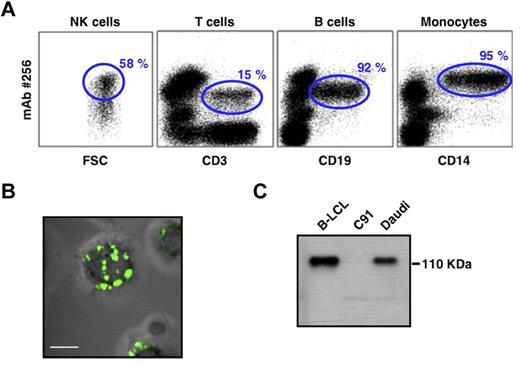 Figure 3. PBMC expression and biochemical features of mAb 256 ligand(s). (A) Surface expression of Ag#256 on NK cells (CD3−, CD56+), T cells (CD3+), B cells (CD19+), and monocytes (CD14+) within ex vivo human PBMCs was analyzed by flow cytometry (mAb 256, 10 μg/mL). Values for the frequency of Ag#256+ cells within each total cell subset are indicated in the quadrants (gated events). Results are representative of at least 3 independent experiments performed with PBMCs of different donors. (B) Surface expression of Ag#256 (green staining) was analyzed on Raji cells by confocal microscopy. Scale bar represents 5 μm. No significant staining was detected when purified mouse IgG1 (isotype control) was used as the primary mAb. (C) Cell lysates of human B-LCL (Do#AD), C91 T2.2, and Daudi cell lines were analyzed by immunoblotting using mAb 256 as primary mAb.
