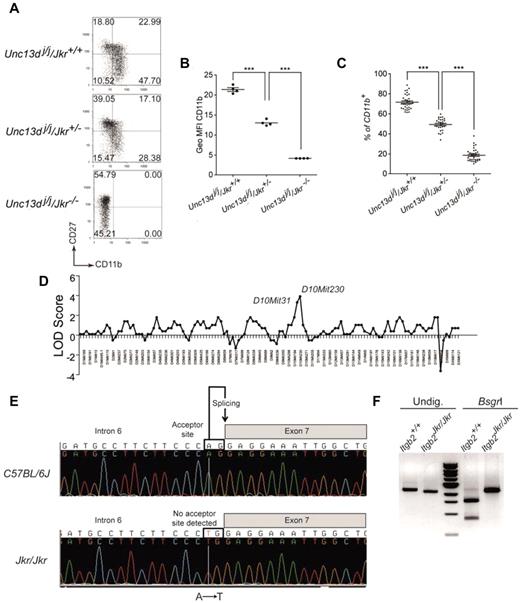 Figure 1. CD11b expression on Joker leukocytes, genetic mapping, and identification of the Joker mutation. (A) CD27 and CD11b expression on Joker (Jkr) NK cells on the Jinx (Unc13dj/j) background. Splenic NK cells were defined as NK1.1+CD3ϵ− cells. The level of CD11b and CD27 expression on NK cells, as well as the distribution of each NK-cell subset in quadrants, are comparable in C57BL/6J mice (data not shown) and Unc13dj/j/Jkr+/+ mutants. Each dot plot represents data for 1 mouse of 5 tested for each genotype. (B) Geometric mean fluorescence intensity (Geo MFI) of CD11b expression on NK cells of Joker heterozygous (Jkr+/−) and homozygous mutants (Jkr−/−) on the Unc13dj/j background. (C) Percentages of CD11b+ NK cells in the blood of Joker homozygous and heterozygous mutants on the Unc13dj/j background. (D) The genetic linkage of Joker was performed on 16 mice using a panel of 128 informative markers. The Joker mutation was confined between D10mit31 and D10mit230 on chromosome 10. (E) Genomic sequence from a part of intron 6 of Itgb2 reveals an A → T transversion. Introns of eukaryotic genes have 2 distinct nucleotides at either end. At the 3′ end, the nucleotides are AG and constitute the acceptor splice site of the intron (depicted). The A → T transversion in intron 6 of Itgb2Jkr affects the A nucleotide of the AG acceptor site, impairing its recognition by the splicing machinery. In Joker mice, the donor site of intron 6 interacts with the acceptor site of intron 7, leading to the complete splicing of intron 6, exon 7, and intron 7 from the mRNA. (F) Effect of the Joker mutation at the mRNA level. The Joker cDNA lacks the 242 bp of exon 7. BsgrI cuts the WT cDNA once in exon 7 of 2456-bp cDNA amplification fragment, leading to 875-bp and 1581-bp bands. In the 242-bp deletion of exon 7 in Joker cDNA, the nucleotides are insensitive to BsgrI digestion and no WT transcript is detectable.