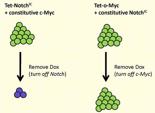 Continued expression of NotchIC, but not c-Myc, is required for tumor maintenance. (Left) Tumors generated by inducible NotchIC and constitutive c-Myc regress when Notch expression is extinguished. (Right) Tumors generated by inducible c-Myc and constitutive NotchIC do not regress when c-Myc expression is extinguished.
