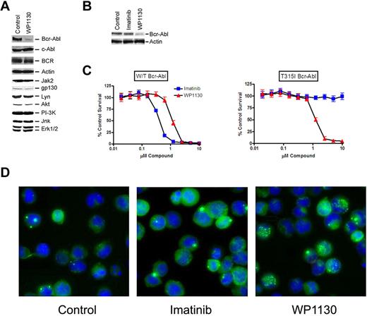 Figure 1. Specificity and activity of WP1130 in Bcr-Abl–expressing cells. (A) K562 cells were treated with 5μM WP1130 or DMSO (control) for 2 hours before equal amounts of detergent-soluble cell lysates were immunoblotted for the protein indicated. (B) eGFP-Bcr-Abl–transformed BaF3 cells were left untreated or treated with 5μM imatinib or WP1130 for 2 hours before analyzing equal protein cell lysates for Bcr-Abl and actin by immunoblotting. (C) BaF3 cells transformed by eGFP-Bcr-Abl without (W/T) or with the T315I Bcr-Abl mutation were treated with imatinib or WP1130 at the indicated concentration for 72 hours before assessing cell growth and survival by 3-(4,5-dimethylthiazol-2-yl)-2,5,-diphenyl tetrazolium bromide staining.7,20 The results represent the average ± SD of 4 replicates. Similar results were obtained in 2 additional independent studies. (D) BaF3 cells transformed with eGFP-Bcr-Abl were treated with 5μM imatinib or WP1130 for 2 hours before cells were fixed with paraformaldehyde, cytospun onto slides, and stained with Hoechst. Digital images were captured on an Olympus fluorescent microscope at 100× magnification (Olympus IX71, Olympus DP71). Bcr-Abl appears in compact clusters in WP1130-treated cells.
