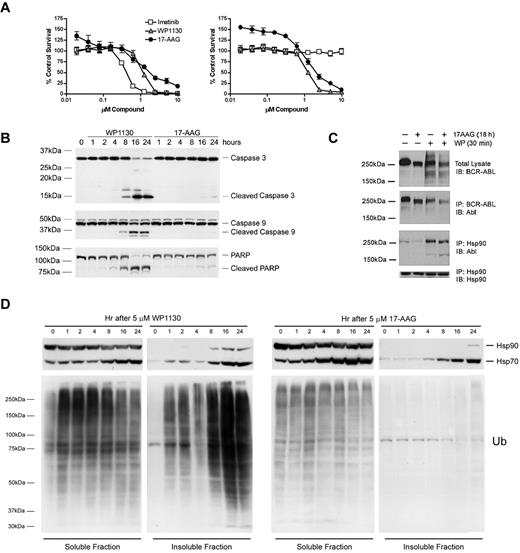 Figure 2. WP1130 induces rapid ubiquitination and apoptosis in imatinib-sensitive and -resistant CML cells. (A) BV-173 (left) and BV-173R (right) cells were treated with the indicated compound for 72 hours before cell viability and proliferation was estimated by 3-(4,5-dimethylthiazol-2-yl)-2,5,-diphenyl tetrazolium bromide assays. The results represent the average ± SD of 4 replicates. Similar results were obtained in 2 additional independent studies. (B) BV-173R cells were treated with the indicated compound for the interval noted before cell lysates were immunoblotted for caspase 3, caspase 9, and PARP. The major cleaved forms of these proteins are also shown. (C) K562 cells were treated as noted (cells treated with the combination of agents were treated with 17-AAG followed by WP1130) before detergent-soluble cell lysates were prepared for direct Bcr-Abl blotting (top). Lysates were also subjected to Bcr-Abl or Hsp90 immunoprecipitation, followed by immunoblotting as noted. (D) K562 cells were treated as noted before analyzing the Hsp70, Hsp90, and ubiquitin content in the detergent-soluble and -insoluble fractions (fractions were resolved as described in lysate preparation section) by immunoblotting. Equal volumes of detergent-soluble and -insoluble extract were loaded in each lane. Hsp90 blotting served as a protein-loading control for the detergent-soluble fraction.
