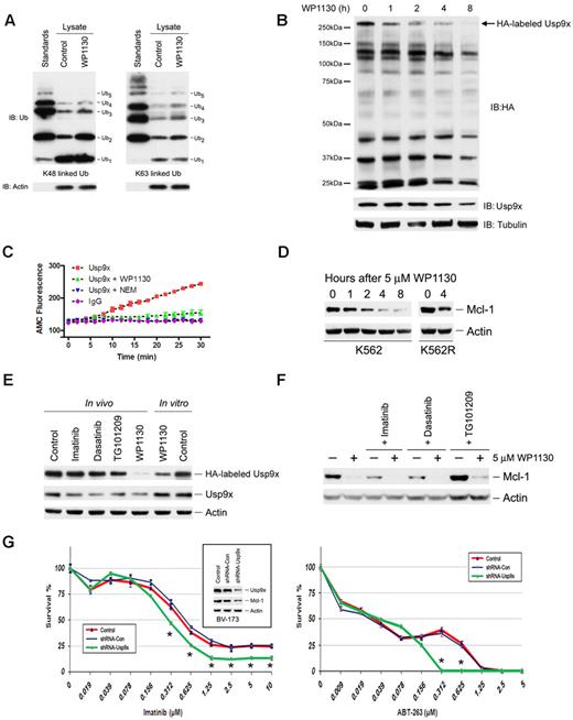 Figure 6. WP1130 affects cellular DUB activity. (A) Lysates (5 μg) from untreated (control) or WP1130-treated (5μM, 4 hours) cells were incubated with 1 μg of K48-linked (left) or K63-linked (right) free chains of polyubiquitin (Ub1-5) for 10 minutes at 37°C. The extent of free chain hydrolysis by active DUB in the each lysate was examined by ubiquitin immunoblotting. Ubiquitin polymer standards (Ub1-5) were resolved on the left and actin was immunoblotted as a protein-loading control. (B) K562 cells treated with 5μM WP1130 (0 to 8 hours) were lysed in DUB-labeling buffer as described in “Ub-AMC protease assay.” Clarified supernatant (20 μg) was incubated with 200nM HA-UbVs (Boston Biochem) for 1 hour at 37°C. HA immunoblotting was used to assess changes in DUB activity (top). Tubulin was probed as a protein-loading control (bottom). The level of the upper HA-labeled band (arrow) was reduced by WP1130 and was determined to represent Usp9x (molecular weight, 293 kDa). The blot was reprobed for Usp9x as a measure of its protein-loading level (middle blot). (C) Usp9x was immunoprecipitated from K562 cells, washed, and incubated in DUB assay buffer containing NEM (5mM), WP1130 (5μM), or DMSO in a 100-μL reaction volume for 30 minutes at 37°C in 96-well fluorometry plates. K562 cell lysates immunoprecipitated with rabbit IgG were used as a control. After incubation, 500nM Ub-AMC was added to the reaction and the release of AMC-fluorescence was recorded over time. The representative fluorescence change over time is shown. The Usp9x activity results represent the average ± SD of triplicate assays. Similar results were obtained in 2 additional independent experiments. (D) K562 and K562R cells were treated with WP1130 for the intervals noted before total cell lysates were subjected to Mcl-1 and actin immunoblotting. (E) In vivo K562 cells were left untreated or treated with 5μM imatinib, 0.5μM dasatinib, 0.5μM TG101209, or 5μM WP1130 for 4 hours before cell lysates were analyzed for Usp9x activity by incubation with HA-UbVs and HA immunoblotting (as described in panel B). In vitro K562 cell lysates were treated with DMSO (control) or 5μM WP1130 for 30 minutes at 37°C before assessing Usp9x activity by HA-UbVs labeling followed by HA blotting. The top portion of the HA immunoblot containing Usp9x is shown. The membrane was stripped and immunoblotted for Usp9x and actin. (F) WDT-2 cells were treated with WP1130 alone or pretreated with imatinib (5μM), dasatinib (0.5μM), or TG101209 (0.5μM) for 1 hour before additional incubation in the presence of WP1130. All cells were harvested 4 hours after WP1130 treatment and total cell lysates were subjected to Mcl-1 immunoblotting. Actin was immunoblotted as a protein-loading control (Note: more protein was loaded in samples obtained from TG101209-treated cells). (G) Left inset, BV-173 cells were untreated (Control) or infected with LVX-shRNA (shRNA-Con) or LVX-shRNA-Usp9x (shRNA-Usp9x) as described in “shRNA and Usp9x silencing.” After puromycin selection, Usp9x and Mcl-1 levels were examined by immunoblotting. Actin was immunoblotted as a protein-loading control. Left, Control and shRNA expressing BV-173 cells (as indicated) were treated with the indicated concentration of imatinib for 72 hours before assessing viability by MTT staining. The results represent the average ± SD of 4 replicates. Statistical significance was determined with a paired Student t test. *P < .05 for shRNA-Usp9x compared with Control or shRNA-Con. Right, BV-173 cells (control and shRNA-expressing as noted) were treated with the indicated concentration of ABT-263 for 72 hours before assessing viability as described in the center panel. The results represent the average ± SD of 4 replicates. Statistical significance was determined with a paired Student t test. *P < .05 for shRNA-Usp9x compared with Control or shRNA-Con.