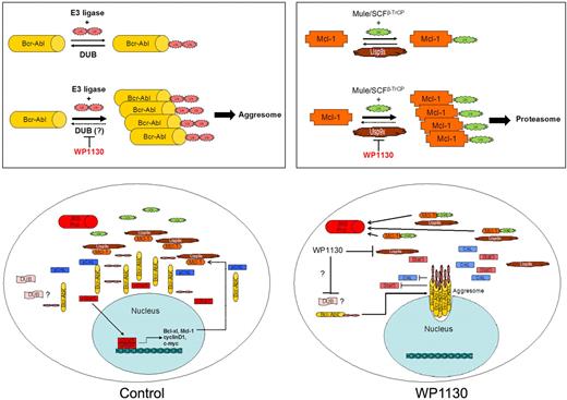 Figure 7. Overview of WP1130 activity in CML cells. (Top left) Bcr-Abl is ubiquitinated with K63-linked ubiquitin polymers, but balanced E3 ligase and DUB activities prevent its accumulation and detection. WP1130 prevents deubiquitination of Bcr-Abl (or increases E3 ligase activity), resulting in detectable ubiquitination of Bcr-Abl and its trafficking to the aggresome. (Top right) Mcl-1 undergoes balanced ubiquitination and deubiquitination to regulate its stability and entry into the proteasome. WP1130 inhibits Usp9x activity, resulting in increased Mcl-1 ubiquitination and degradation by the proteasome. (Bottom left) In CML cells, Bcr-Abl phosphorylates multiple substrates, leading to transformation and increased expression of Mcl-1 and other anti-apoptotic proteins. Balanced ubiquitination/deubiquitination reactions result in steady-state protein levels. (Bottom right) WP1130 increases Bcr-Abl ubiquitination, resulting in its translocation to the aggresome, where it is unable to maintain signal transduction and gene expression. WP1130 directly inhibits Usp9x activity, resulting in the ubiquitination and proteasomal destruction of Mcl-1. Loss of Bcr-Abl signaling and Mcl-1 apoptotic protection results in CML cell apoptosis.