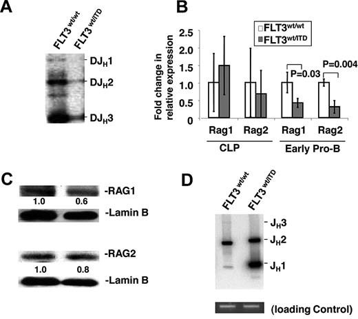 Figure 2. VDJ recombination is impaired in early pro-B cells with FLT3/ITD mutation. (A) Early pro-B cells from FLT3/ITD mice demonstrate significantly decreased D-JH rearrangement. Densitometry analysis shows that recombination of D-JH1, D-JH2, and D-JH3 in FLT3/ITD+ early pro-B cells was less than 0.05-, 0.1-, and 0.1-fold, respectively, of that in wild-type cells. Completed D-JH rearrangements were assayed by PCR of sorted early pro-B cells from FLT3/ITD or wild-type littermate controls. (B) Quantitative RT-PCR analysis shows changes in relative expression levels of Rag1 and Rag2 in CLPs and early pro-B cells (n = 3). (C) Western blotting analysis shows expression of RAG1 and RAG2 in early pro-B cells. Values below the gel image indicate relative fold changes of protein levels normalized to lamin B. (D) Broken signal ends at the JH locus accumulate in early pro-B cells from FLT3/ITD mice. Densitometry analysis shows that recombination intermediates for JH1 and JH2 in FLT3/ITD+ early pro-B cells were 20- and 1.8-fold of that in wild-type cells, respectively. Sorted early pro-B cells were subjected to LM-PCR assays for JH-associated broken ends. The expected gene arrangements (DJH1-3 in panel A) or broken JH fragments (JH1-3 in panel D) are indicated. PCR amplification with primers for a nonrearranging locus (CD14) was used as a quantity control for the linker-ligated DNA samples. Data are representative of 3 independent experiments.