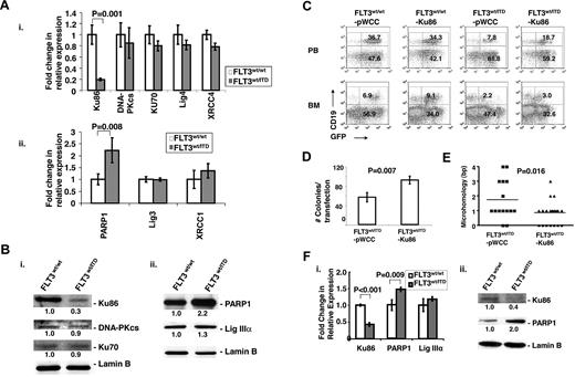 Figure 4. Early pro-B and lineage-negative BM cells from FLT3/ITD mice show decreased expression of Ku86 and increased expression of PARP1. (A) RNA was extracted from sorted early pro-B cells, reverse transcribed, and subjected to quantitative RT-PCR assays. Data are representative of 5 independent experiments. (B) Western blotting analysis using nuclear extracts from sorted early pro-B cells (i-ii) demonstrates decreased expression of Ku86 and increased expression of PARP1 in samples from FLT3/ITD mice. Lamin B was used as a loading control. (C) Transduction of Ku86 into FLT3/ITD Lin− BM partially overcomes the block of B-lymphocyte development in recipients. Representative flow cytometry analyses of recipient PB and BM are shown. GFP+B220+CD19− cells from recipients transplanted with Ku86-transduced FLT3/ITD Lin− cells demonstrate increased repair efficiency (D) and the use of less and shorter microhomologous sequences (E) for the repair of DNA. (F) Quantitative RT-PCR (i) and Western blotting assay (ii) of lineage-depleted BM cells from FLT3/ITD mice have significantly decreased Ku86 and increased PARP1 expression compared with control mice. Data are mean ± SEM (error bars). Data are representative of 3 independent experiments. Values below the gel image indicate relative fold changes of protein levels normalized to lamin-B.