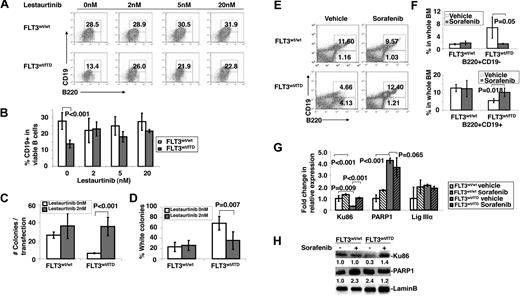 Figure 5. Treatment of FLT3/ITD cells with FLT3 inhibitors overcomes the block of B-cell development. (A-B) In vitro culture of early pro-B cells from FLT3/ITD mice with lestaurtinib generates a higher frequency of the more differentiated B220+CD19+ cells compared with the wild-type control group. A total of 20 000 events were acquired using FACSCalibur (BD Biosciences). Analysis was based on gated viable populations according to forward/side scatter. (C-D) Treatment with 2nM lestaurtinib improves DNA repair efficiency and reduces repair errors in B220+ cells generated from in vitro culture of early pro-B cells with FLT3/ITD mutation but not from wild-type cells. Results of PUC18-based in vivo DNA repair assay are shown. Graphs show the repair efficiency (C) and misrepair errors (D) (n = 3). (E-F) BM from sorafenib-treated FLT3/ITD mice shows a higher frequency of B220+CD19+ cells compared with the vehicle-treated group. Data are representative of 5 independent experiments. Data are expressed as mean ± SEM (error bars). Quantitative RT-PCR (G) and Western blotting analysis (H) demonstrate that treatment with sorafenib increases expression of Ku86 in B220+ cells from FLT3/ITD mice. Data are mean ± SEM (error bars); n = 3. Values below the gel image indicate relative fold changes of protein levels normalized to lamin-B.