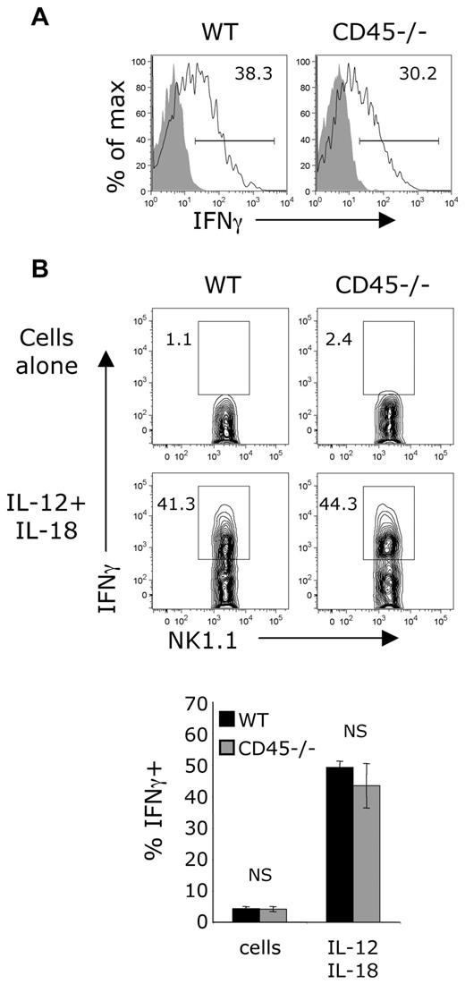 Figure 2. Normal ITAM-independent IFNγ production by CD45-deficient NK cells. (A) Mixed bone marrow chimeric mice (1:1 mixture of WT and CD45-deficient bone marrow) were infected with 5 × 104 PFU of MCMV. Intracellular staining of NK cells for IFNγ at day 1.5 after infection (solid line) compared with NK cells from uninfected control mice (gray fill). WT splenocytes (left panel) gated on CD45+NK1.1+CD3− and CD45-deficient splenocytes (right panel) gated on CD45−NK1.1+CD3−. Three independent sets of mixed bone marrow chimeras were made with approximately 10 mice per set. Similar results were seen in all groups of chimeric mice. (B) Enriched WT or CD45-deficient NK cells were incubated with IL-12 (20 ng/mL), IL-18 (10 ng/mL), and brefeldin A, followed by intracellular staining for IFNγ. A representative dataset is shown on top, and the average ± SEM of results from 5 independent experiments is shown below. NS indicates no significant differences between genotypes found using a 2-tailed unpaired t test.
