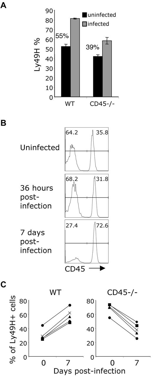 Figure 3. Defective expansion of CD45-deficient NK cells during MCMV infection. (A) WT and CD45-deficient mice were infected with 5 × 104 PFU of MCMV. Splenocytes gated on NK1.1+CD3− NK cells. Data are the average ± SD of results from 3-9 individual experiments. Percentages above each bar graph are the percentage increase of Ly49H+ NK cells in infected mice compared with uninfected mice. (B-C) Mixed bone marrow chimeric mice (1:1 mixture of WT and CD45-deficient bone marrow) were infected with 5 × 104 PFU of MCMV. (B) Histogram of representative staining for CD45 in NK1.1+CD3−Ly49H+ cells. (C) Change of percentage of CD45+ (left panel) or CD45− (right panel) cells within the Ly49H+NK1.1+CD3− splenic population in individual mice from 1 set of mixed bone marrow chimeric mice. Three independent sets of mixed bone marrow chimeras were made, with approximately 10 mice per set. Similar results were seen in all chimeric mice.