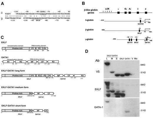 Figure 1. Schematic diagram of the structure of human hemoglobin reporter constructs and EKLF, GATA1, and EKLF-GATA1 fusion constructs. (A) Comparison of the δ- and β-globin promoter proximal regions; GATA1- and EKLF-binding sites are indicated. (B) The β-globin locus on human chromosome 11. Schematic diagram of δ-, β-, and γ-globin promoter regions in a luciferase reporter construct with the known functional EKLF- or GATA1-binding sites in each promoter indicated.18,19,24–27 (C) Schematic diagram of the structure of EKLF, GATA1, and 3 different EKLF-GATA1 fusion pLenti V5 topo expression constructs. All inserts were fused to a V5 epitope at the C-terminus with the transactivation and DNA-binding domains indicated. F1, F2, and F3 represent 3 finger domains of EKLF; CF and NF represent C- and N-fingers of GATA1; R1, R2, and R3 represent 3 regions of the transactivation domain of GATA1. (D) Long (L), medium (M), or short (S) form of EKLF, GATA1, EKLF-GATA1, or vector only (V) were transiently transfected into 293FT cells and then harvested 48 hours after transfection and subjected to Western blotting analysis using anti-V5, EKLF, or GATA1 antibodies. Mo indicates mock-transfected 293FT cells.