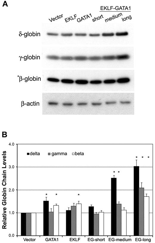 Figure 4. The EKLF-GATA1 fusion proteins regulated hemoglobin protein expression in CD34+ cells. (A) CD34+ bone marrow cells were transduced with vector expressing EKLF, GATA1, EKLF-GATA1 (EG), or vector only. Cells were harvested 7 days after transduction and cell lysates subjected to Western blotting analysis. Samples containing 50 μg (for γ-globin, δ-globin, and β-actin) or 5 μg (for *β-globin) of protein were electrophoresed, transferred to nitrocellulose, and probed with antibodies directed against γ-, δ-, or β-globin or β-actin. β-Actin served as an internal control. (B) Graphical representation of data in panel A (normalized to the β-actin) measured by densitometry to indicate the fold increase in globin protein expression over vector only–transduced cells. *P < .05 versus vector only–transduced cells. Error bars indicate SD of the mean of 3 independent experiments.