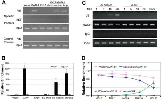 Figure 5. The EKLF-GATA1 fusion protein occupied the GATA1-binding motif of the δ-globin promoter proximal region and competed with GATA1 for binding to the promoter. (A) CD34+ bone marrow cells were transduced with EKLF, GATA1, EKLF-GATA1 (EG), or vector only at day 4 of the expansion stage. On day 6, transduced CD34+ cells were reseeded into differentiation medium with 3 μg/mL of blasticidin for 7 days. Cells were then harvested and subjected to ChIP assay using antibody against V5 (top first panel) to immunoprecipitate chromatin-protein complexes. A parallel ChIP assay was performed using mouse IgG for the immunoprecipitation (IP) step as a ChIP assay control (top second panel). DNA was amplified and quantitated by PCR with specific primers flanking the δ-globin gene promoter from −152 to +2 (which contains the GATA1-binding motif) and a pair of control primers flanking the δ-globin gene promoter from −619 to −473 that does not contain the GATA1-binding motif (bottom second-to-last panel). PCR using input DNA as template served as an internal control (top third panel and bottom last panel). (B) Graphical representation of data in panel A. Results are expressed as relative proportions of immunoprecipitated DNA (ratios of immunoprecipitated versus input DNA) normalized to the ratio obtained for the δ-globin promoter in GATA1-transduced CD34+ cells (arbitrarily set at 100%). *P < .05 versus vector only–transduced cells. (C) CD34+ bone marrow cells were transduced with various MOIs of medium-form EKLF-GATA1 (EG) or vector only at day 4 of the expansion stage. On day 6, transduced CD34+ cells were reseeded into differentiation medium with 3 μg/mL of blasticidin for 5 days. Cells were then harvested and subjected to ChIP assay using antibody against V5 (top panel) or GATA1 (directed at the C-terminus of GATA1; middle panel) to immunoprecipitate chromatin-protein complexes. DNA was amplified and quantitated by PCR. A parallel ChIP assay was performed using mouse IgG for the immunoprecipitation (IP) step as a negative control. (D) Graphical representation of data in panel C. Relative level of immunoprecipitated DNA (ratios of immunoprecipitated vs input DNA) normalized to the ratio obtained for the δ-globin promoter in mock CD34+ cells (arbitrarily set at 1). Error bars indicate SD of the mean of 3 independent experiments.