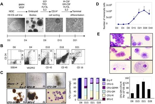 Figure 1. Differentiation of hESCs into monocytes/macrophages. (A) Description of the 3-step protocol designed to induce hESC differentiation into monocyte/macrophages: step 1: EB formation with mesoderm specification in the presence of BMP-4 and VEGFA; step 2: hematopoiesis induction in the presence of SCF, TPO, FLT3-L, and IL-3; and step 3: culture of CD14+ cells sorted between days 14 and 21 in the presence of M-CSF, GM-CSF, FLT3-L, and IL-3. (B) hESC-derived cells were characterized by cell surface marker analysis using flow cytometry at the indicated times of the culture. (C) Methylcellulose-based colony-forming assay: (→) typical primitive erythroid (Ery-P) and macrophage (Macro-P) colonies and definitive (BFU-E, CFU-G, CFU-GM, CFU-M, and CFU-GEMM) colonies. Original magnification was 20× (Ery-P and Macro-P) and 10× (definitive colonies). Cells were assessed for their ability to form erythroid and myeloid colonies in a standard methylcellulose assay at the indicated times of the culture. The middle panel shows the percentages of the indicated colonies. The right panel shows the absolute numbers of CFU-GM + CFU-M per 105 total EB cells. Results are mean ± SD of 3 independent time-course experiments with methylcellulose assays performed in triplicate and colonies enumerated at days 9-10. (D) Proliferative potential of monocytic cells; the percentage of CD14+ cells was measured at different times during the culture and related to the total number of cells, including adherent, floating, and those from EB cells. (E) CD14+ cells from step 2 were sorted, cultured, harvested at different times, and stained with May-Grünwald-Giemsa solution. Typical morphologic features of monoblasts (top panel), monocytes (middle panel), and macrophages (bottom panel) are shown. Photographs were taken with a 63× objective.