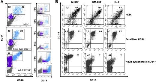 Figure 2. Differential expression of CD14 and CD16 allows the characterization of 2 subsets of hESC- and fetal liver–derived CD14+ cells. (A) CD14 and CD16 expression on cells issued from day 21 hESCs (top panel), day 10 fetal liver CD34+ cells (middle panel), and day 10 adult peripheral blood CD34+ cells (bottom panel). hESCs were cultured as described in the legend to Figure 1; fetal liver and adult CD34+ cells were cultured in the presence of M-CSF (50 ng/mL), GM-CSF (20 ng/mL), IL-3 (100 U/mL), and FLT3-L (10 ng/mL). Blue indicates CD14highCD16+ cells; purple indicates CD14lowCD16− cells. Right panel shows the forward (FSC) and size (SSC) scatter properties of CD14+ cells. (B) Embryonic, fetal, and adult CD14lowCD16− cells were sorted and cultured in the presence of IL-3 or GM-CSF or M-CSF for 9 days before assessing cell surface expression of CD14 and CD16.
