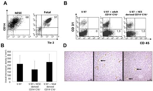 Figure 7. Angiogenic phenotype and function of hESC- and fetal liver–derived CD14+CD16+ monocytic cells. (A) Tie2 expression analysis. hESCs and fetal liver–derived CD14+CD16+ cells were costained with human Tie2 antibody, and expression was studied by cytometric analysis. Plots from one representative experience are shown. The percentage of Tie2-expressing cells is the mean value of 3 independent experiments. Tie-2 was expressed by the majority of embryonic and by virtually all fetal monocytes/macrophages. (B) Human glioma U87 cells were injected subcutaneously into nude mice alone (control) or with hESC- and fetal liver–derived CD14+CD16+ cells (n = 6 for each group). Developing CD34+ blood vessels were studied by immunochemistry at days 5-7. The vascular area was calculated by digital image analysis based on the quantification of mouse CD34–labeled vessels. Error bars indicate SD. Computer-assisted image analysis showed that the overall vascular area was not significantly greater in tumors coinjected with embryonic/fetal macrophages than in control tumors. (C) Detection of human cells by flow cytometric analysis. After administration of human glioma U87 cells into nude mice alone (control) or with hESC-derived and adult CD14+CD16+ cells (n = 6 for each group), at day 7 tumors were dissociated into single-cell suspensions and labeled with mouse CD31-PE and human CD45-APC. One representative experiment is shown. Results are mean values of the percentage of human CD45+ cells present in the tumors on the days of analysis (n = 6 for each group). *P < .05 for the statistical difference between the residual human CD45+ cells on the days of analysis after administration of adult and hESC-derived CD14+CD16+ cells. (D) Morphology of vessel sections in tumors coinjected with adult (left panel) or hESC CD14+CD16+ (middle and right) cells. Magnification is 200×. Note the larger vessel lumen after embryonic cell coadministration (→).