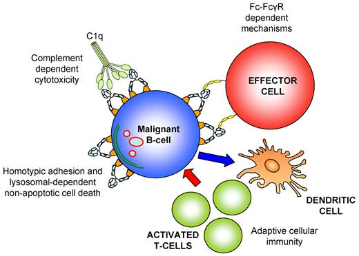 Figure 1. Potential anti-CD20 mAb effector mechanisms. (A) Fc-FcγR–dependent mechanisms. The Fc arm of anti-CD20 mAb recruits and activates FcγR-expressing immune effector cells, including macrophages and NK cells, which in turn eliminate the target cell by release of cytotoxic mediators in ADCC (NK cells and macrophages) or direct phagocytosis (macrophages). (B) CDC. Complement fixation occurs when C1q, the globular head of C1, binds the Fc portion of 2 IgG molecules, which triggers a series of enzymatic reactions that generate pores in the cell membrane (membrane attack complex) leading to cell lysis. (C) Direct PCD is induced primarily by type II anti-CD20 mAbs through an actin-dependent, lysosomal pathway after homotypic adhesion. (D) Adaptive cellular immunity. Anti-CD20 mAbs promote the uptake of tumor antigens by dendritic cells and cross-presentation to T cells, which differentiate into cytotoxic T cells that evoke an antitumor cellular immune response.
