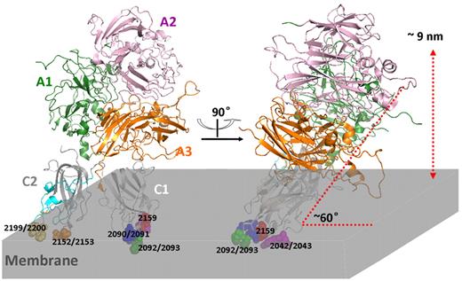 Figure 6. Model of factor VIII interacting with phospholipid membrane. Front and side view of factor VIII crystal structure (PDB ID: 3CDZ) anchored into a phospholipid membrane (light gray). Green represents A1 domain (residues 1-336); pink, A2 domain (residues 373-721); gold-brown, A3 domain (residues 1690-2019); medium gray, C1 domain (residues 2020-2172), with mutated residues encompassing the lower surface highlighted by coloring; dark gray, C2 domain (residues 2172-2332); and orange spheres, 4 membrane-interactive hydrophobic residues. The epitopes of anti-C2 domain mAb ESH4 (blue and yellow-orange) and BO2C11 (orange and yellow-orange) are highlighted by coloring.