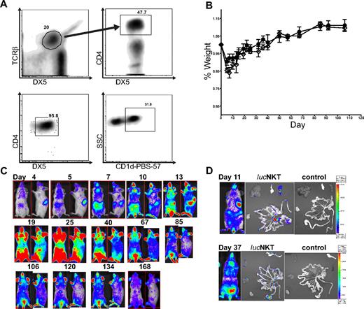 Figure 1. NKT cells traffic to GVHD priming sites and target organs but do not cause GVHD. (A) NKT cells were sorted to high purity (> 95%) from C57BL6 donors (H-2b) by first gating TCRβ+DX5+ then CD4+ cells; analysis of sorted cells indicates a population that is approximately 50% positive for PBS-57–loaded CD1d (National Institutes of Health). (B) 5.5 × 105 luc+NKT cells transferred into lethally irradiated allogeneic BALB/c (H-2d) mice caused no significant alteration in weight profile compared with mice receiving T cell–depleted C57BL/6 bone marrow (TCD-BM) only. Solid line (●) indicates TCD-BM; dashed line (◇) indicates 550K luc+NKT. Bars indicate means ± SE (n = 3). (C) BLI indicated that NKT cells first appear in the spleen and lymph nodes, followed by migration to the skin and other GVHD target organs. Total photons emitted peaked near day 25 after transplantation, followed by a steady decline. Results shown are from a representative mouse of 3 from 1 of 4 independent experiments. Ventral and lateral images of the same mouse are shown with the day after transplant indicated. (D) Ex vivo imaging of internal organs indicates NKT cells trafficking to the spleen and mesenteric lymph nodes at day 11 and infiltration into the gastrointestinal tract, pancreas, and liver tissue by day 37. Images from mice that did not receive any luc+NKT cells are shown as a control.