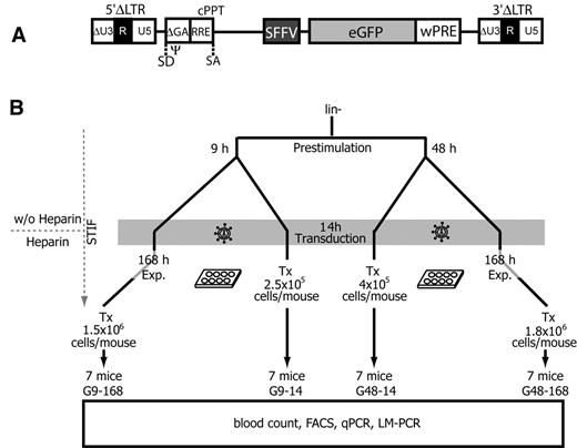 Figure 3. Experimental design. (A) Schematic diagram of a lentiviral SIN provirus integrated into the genome of a target cell. Virus boundaries are represented by the 5′ and 3′ LTRs, consisting of a minimal U3 (ΔU3) as well as the R and U5 regions. Transgene expression is driven by the internal SFFV promoter located upstream of eGFP and wPRE. SD indicates splice donor; SA, splice acceptor; Ψ, extended packaging signal encompassing residual gag sequences (ΔGA); RRE, Rev-responsive element; and cPPT, central polypurin tract. (B) Murine Lin− cells were purified and prestimulated for 9-48 hours in STIF medium without heparin. Cells were transduced overnight, and either directly transplanted (Tx) or expanded (Exp.) for another 7 days (168 hours) in STIF medium containing heparin. Each of the 7 mice per group was transplanted with an independently transduced and cultivated batch of cells. Group names (G9-14, G48-14, G9-168, and G48-168) indicate the duration of prestimulation and posttransduction expansion times (in hours). Tx, number of transplanted cells per mouse.
