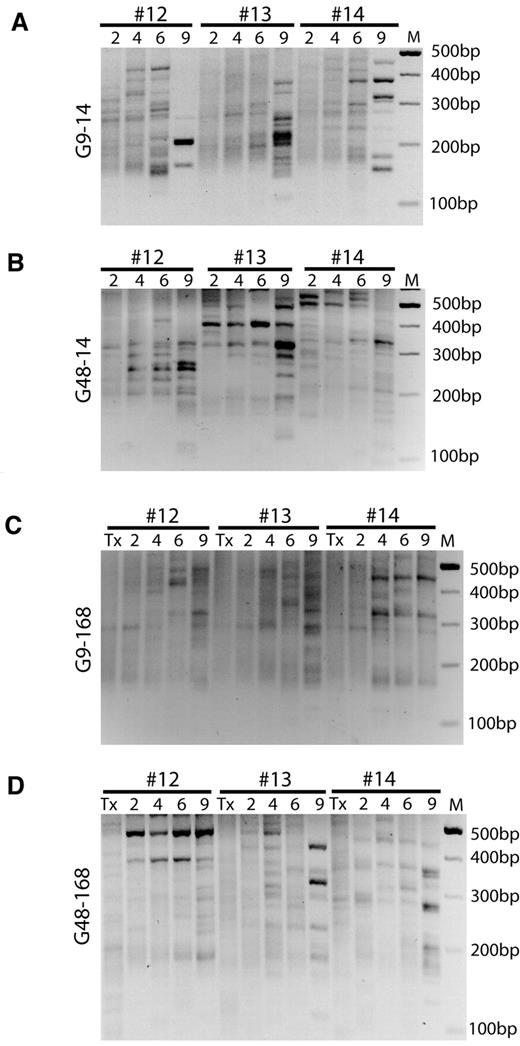 Figure 5. Longitudinal surveillance of clonal dynamics by LM-PCR. (A-D) LM-PCR on peripheral blood genomic DNA of 3 representative mice (#12, #13, and #14) from groups G9-14(A), G48-14(B), G9-168(C), and G48-168(D). Exponential PCR was first digested with SacI to remove internal control and then was used for nested PCR with bar-coded primers. In cases for which digest was not complete, a faint but persisting band of 280 bp was generated. M, marker; Tx, pretransplantation sample; numbers indicate the time after transplantation in months. Samples of the remaining mice are shown in supplemental Figure 5.