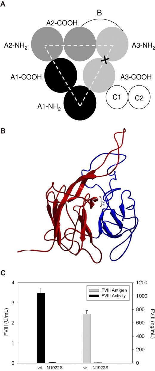 Figure 1. Heterologous expression of N1922S fVIII and wt-fVIII by BHK-M cells. (A) Domain structure of fVIII. X marks the site of the N1922S substitution. (B) Substitution site in N1922S-fVIII. The NH2-terminal and COOH-terminal subdomains are shown in red and blue, respectively. The N1922 backbone and side chain are shown at the interface of the 2 domains using CPK coloring. (C) BHK-M cells were stably transfected with a plasmid encoding a geneticin-resistance gene and either the N1922S or wt-fVIII cDNA, as described in “Methods.” The top N1922S-fVIII clone and a stock wt-fVIII clone were grown to greater than 90% confluence. FVIII activity was measured by one-stage coagulation assay 24 hours after switching to serum-free medium. FVIII antigen also was measured at 24 hours by indirect ELISA using an anti-A2 domain MAb, 4A4, and a biotinylated anti-C2 MAb, 2-117, as capture and detection antibodies, respectively. Results are reported as mean and sample standard deviation of 6 samples per construct.