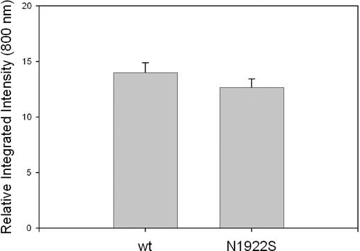 Figure 2. Intracellular expression of wt-fVIII and N1922S-fVIII in BHK-M cells. Confluent monolayers of BHK-M cells expressing wt-fVIII or N1922S-fVIII were permeabilized with Triton X-100 and incubated with the anti-A2 MAb 4A4. After washing, the cells were incubated with goat anti–mouse IRDye 800CW secondary antibody. Infrared fluorescence emission of the secondary antibody was detected at 800 nm and quantitated densitometrically as described in “Immunocytochemical assay of fVIII.” Results are reported as mean and sample standard deviation (n = 4 per construct).