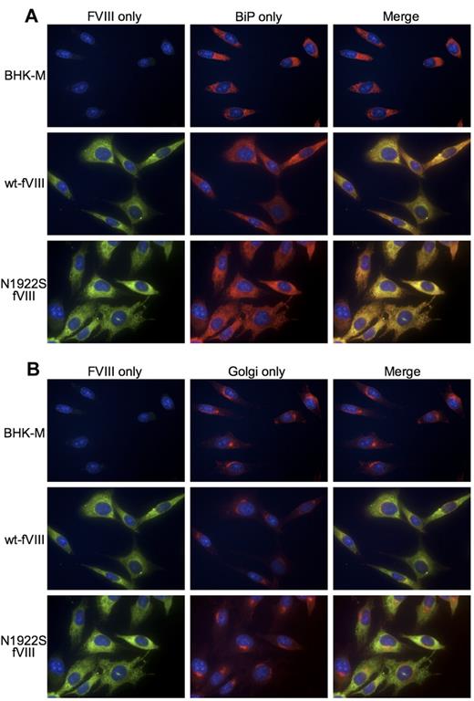 Figure 3. Immunofluorescence microscopy of BHK-M cells expressing wt-fVIII and N1922S-fVIII. BHK-M cells, BHK-M cells expressing wt-fVIII, or BHK-M cells expressing N1922S-fVIII were incubated with anti-A2 MAb 2-54, ER probe polyclonal rabbit anti-BiP antibody (A) and the Golgi probe wheat germ agglutinin–Alexa Fluor 350 conjugate (B). The primary antibodies were detected with DyLight 488 donkey anti–mouse and DyLight 549 donkey anti–rabbit secondary antibodies. Nuclear staining was performed using DRAQ5. Images were captured with a Nikon Eclipse Ti inverted microscope using a 60× oil-immersion lens.