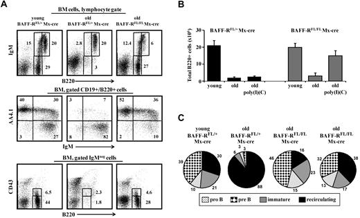 Figure 1. Ablation of BAFF-R induces chronic B-cell deficiency and prevents aging of B lymphopoiesis in the BM of old mice. Young (4 months) and old (20 months) C57Bl6 BAFF-RFL/FL/Mx-cre and young and old (age-matched) control C57Bl6 BAFF-RFL/+/Mx-cre mice received intraperitoneal injections of 3 doses of poly I:C (400 μg/mouse each time) to ablate the loxP-flanked BAFF-R allele. Before treatment, old mice were prescreened to have less than 5% AA4.1+ B cells in peripheral blood as an indication for an “old-like” B-cell phenotype. After 90 days, BM was analyzed for B lymphopoiesis. (A) BM cells were stained and analyzed by fluorescence-activated cell sorter (FACS) with a lymphocyte gate as defined by light scatter. The IgM versus AA4.1 plots were gated for CD19+/B220+ cells, and the B220 versus CD43 plots were gated on IgM− cells. (B) Absolute numbers of CD19+/B220+ cells in the BM of the indicated mice. The B-cell numbers were calculated based on the total number of nucleated cells purified from 2 femurs and 2 tibias (n = 3 mice in each group). (C) Quantification of B-cell subsets in the BM. The relative proportion of each B-cell subset was determined in the B220-gated population. Shown are representative results of young (n = 3) and old (n = 3) control BAFF-RFL/+/Mx-cre mice and 2 different Old BAFF-RFL/FL/Mx-cre mice (from n = 3).