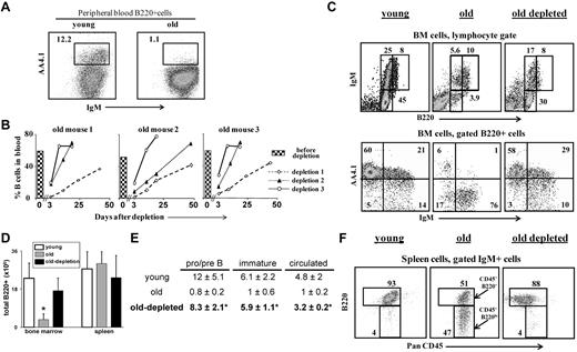 Figure 2. B-cell depletion revives the B lineage in aged mice. Old B10D2 (20 months) WT mice (n = 5) were subjected to 3 rounds of B-cell depletion. In each round, mice were first injected intraperitoneally (day 0) with a mixture of monoclonal antibodies specific to B220 (150 μg/mouse), CD19 (150 μg/mouse), and CD22 (150 μg/mouse), followed by a second intraperitoneal injection of rat anti-mouse κ monoclonal antibodies (150μg/mouse) 48 hours later (more details on the effectiveness and the specificity of the depletion is detailed shown in supplemental Figure 2). Blood samples were collected at various times after depletion and analyzed for B-cell frequency (% B220+/CD19+ cells). The second and the third rounds were administered to each mouse only after more than 80% of the initial B-cell numbers had been restored. (A) Peripheral blood staining of representative young and old mice. Before treatment, old mice were prescreened to have less than 5% AA4.1+ B cells in peripheral blood as an indication for an “old-like” B-cell phenotype (see also supplemental Figure 4). (B) Kinetics of B-cell reconstitution after depletion. The time course of B-cell return after each depletion cycle is shown for 3 (of 5) individual mice. The histogram in each plot corresponds to the B-cell frequency in peripheral blood before the first depletion. (C) FACS analysis of the B lineage cells in the BM of mice subjected to 3 rounds of depletion. Mice were analyzed 10 to 14 days after restoring 100% of the B-cell counts in peripheral blood (100-120 days after first depletion was administered). BM cells were stained and analyzed by FACS with a lymphocyte gate as defined by light scatter. The IgM versus AA4.1 plot (bottom) was gated for B220+ cells. Representative plots of 5 mice are shown. (D-E) Absolute numbers of B220+ cells in BM and spleen (D), and of specific B-cell populations in the BM (E). Values are mean ± SD (× 106). The B-cell numbers were calculated based on the total number of nucleated cells purified from 2 femurs and 2 tibias (n = 5 mice in each group). *Significant difference (P < .05). (F) FACS analysis of the B lineage cells in the spleen of mice subjected to 3 rounds of depletion. Spleen cell analysis for B220 and PanCD45 was conducted on gated IgM+ cells. Gates pointed by arrows are for the PanCD45+/B220+ and the PanCD45+/B220lo populations. Representative plots of 5 mice are shown.
