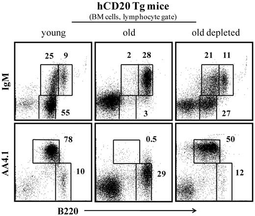 Figure 3. B-cell depletion in old hCD20 Tg mice reactivates B lymphopoiesis in the BM. Old (20 months) hCD20 Tg Balb/c mice (prescreened to have < 5% AA4.1+ B cells in peripheral blood as an indication for an “old-like” B-cell phenotype) were injected intraperitoneally with 1 mg/mouse of mouse antihuman CD20 monoclonal antibodies (clone 2H7). B-cell depletion was confirmed by staining of peripheral blood 5 days later. Mice were followed for 70 days until > 90% reconstitution of peripheral blood B cells was achieved. Mice were then analyzed by flow cytometry for the B lineage in the BM and compared with old (age-matched) and young (4 months old) hCD20 Balb/c controls). The BM cells were analyzed with a lymphocyte gate as defined by light scatter. Plots shown are representative of 4 mice in each group.