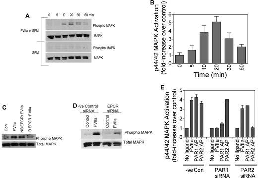 Figure 3. FVIIa activation of p44/42 MAPK in endothelial cells. (A-B) Confluent monolayers of HUVECs were treated with FVIIa (10nM) or control vehicle for varying times at 37°C. Cell lysates were subjected to immunoblot analysis with phospho-specific or total p44/42 MAPK antibodies. Panel A shows an immunoblot from a representative experiment and panel B shows quantified data of FVIIa-induced p44/42 MAPK activation in HUVECs (n = 4-7). (C) HUVECs were treated with a control vehicle, nonblocking (NB) EPCR mAb, or blocking (B) EPCR mAb for 30 minutes at room temperature before being treated with FVIIa (10nM) for 20 minutes. (D) HUVECs, transfected with control siRNA or EPCR siRNA, were treated with a control vehicle or FVIIa (10nM) for 20 minutes. Cell lysates were analyzed for p44/42 MAPK activation by immunoblot analysis. (E) HUVECs were transfected with control siRNA, PAR1 siRNA, or PAR2 siRNA, and the transfected cells were treated with control vehicle, FVIIa (10nM), PAR1 agonist peptide (50μM), or PAR2 agonist peptide (50μM) for 20 minutes. Cell lysates were analyzed for p44/42 MAPK activation by immunoblot analysis and the band intensities were quantified by densitometry (n = 2-5).