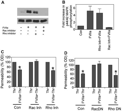 Figure 6. FVIIa-induced p44/42 MAPK activation and barrier protection is mediated via Rac1. (A) HUVECs were treated with specific inhibitors of Rac1 (NSC 23766, 100μM) or RhoA (Y-27632, 10μM) for 2 hours before being treated with FVIIa (10nM) for 20 minutes. Activation of p44/42 MAPK was evaluated by immunoblot analysis. (B) Same treatment as in panel A, but p44/42 MAPK activation was quantified by densitometry (n = 3). (C) HUVECs cultured in Transwells were treated with FVIIa (10nM) for 2 hours in the absence or presence of Rac1 inhibitor (NSC 23766, 100μM) or RhoA inhibitor (Y-27632, 10μM), and then thrombin (5nM) for 10 minutes to induce permeability. (D) HUVECs cultured in Transwells were infected with adenovirus (20 MOI/cell) encoding the dominant-negative variant of Rac1 (Rac DN) or RhoA (Rho DN). After culturing cells for 48 hours, confluent monolayers were treated with FVIIa (10nM) for 2 hours, and then thrombin (5nM) for 10 minutes. Permeability was measured as described in Figure 4. *Statistically significant (P < .05) compared with thrombin treatment alone.