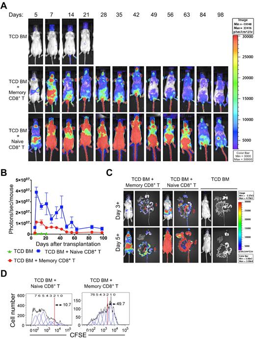 Figure 6. Comparison of trafficking and proliferation of luciferase transgenic naive and memory CD8+ T cells after transplantation with nontransgenic TCD BM. BALB/c hosts were lethally irradiated, received 500 BCL1 lymphoma cells, and then were injected with 2 × 106 C57BL/6 (H-2b) wild-type TCD BM cells with 0.5 × 106 naive or memory phenotype CD8+ T cells from B6-L2G85 (H-2b)luc+ mice. (A) BLI images at serial time points after transplantation. (B) Quantitative analysis of photon emission of BLI over time. Recipients in the TCD BM group died by day 28. (C) In vivo imaging of mice and ex vivo imaging of intestinal tract (middle position), liver (top left position), spleen (bottom right position), and lungs (top right position) at day 3+ and day 5+ after transplantation. (D) Lethally irradiated BALB/c recipient mice were injected with 2 × 106 C57BL/6 (H-2b, Thy1.2) TCD BM cells with either CFSE-labeled 0.5 × 106 congenic C57BL/6 (H-2b, Thy1.1) sorted naive or memory phenotype CD8+ T cells. On day 3+, the staining intensity of CFSE from naive and memory phenotype cell Thy1.1+ in the spleen was analyzed.