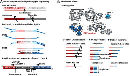 Figure 1. UIS mapping and quantification of abundance. (A) Genomic DNA was extracted from PBMCs and sonicated. The end of the 3′-long terminal repeat and a fragment of genomic DNA were amplified by ligation-mediated PCR and the products sequenced on an Illumina Genome Analyser. (B) In this example, a genomic DNA sample contains 4 proviral copies from infected T-cell clone X and 1 copy from clone Y. Because the DNA shear site is random, the amplicon from each cell in clone X has a different shear site. The abundance of each UIS is quantified by counting the number of different shear sites for that UIS.