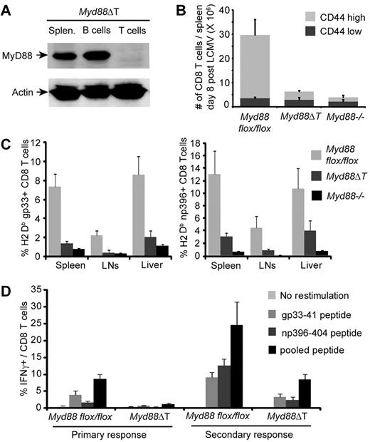 Figure 1. Myd88ΔT mice mount greatly reduced CD8 T-cell responses to LCMV infection. (A) Splenocytes were isolated from a Myd88ΔT mouse, T and B cells were FACS purified, and MyD88 expression was examined by Western blot. (B-C) Myd88flox/flox, Myd88ΔT, and Myd88−/− mice were examined 8 days after infection with LCMV-Arm. Data represent the means ± SD of 4 mice per group. (B) The number of splenic CD8 T cells was determined. (C) The frequency of H2-Db-gp33–specific (left panel) and H2-Db-np396–specific (right panel) cells among gated CD8 T cells from the indicated tissues was measured using tetramers. (D) Naive Myd88flox/flox and Myd88ΔT mice and mice that had been primed with LCMV-Arm 60 days earlier were infected with LCMV-CL13. Six days after CL13 infection, splenocytes were restimulated with the indicated peptides and antigen-specific IFNγ production was assessed. Data represent the means ± SD of at least 3 mice per group.