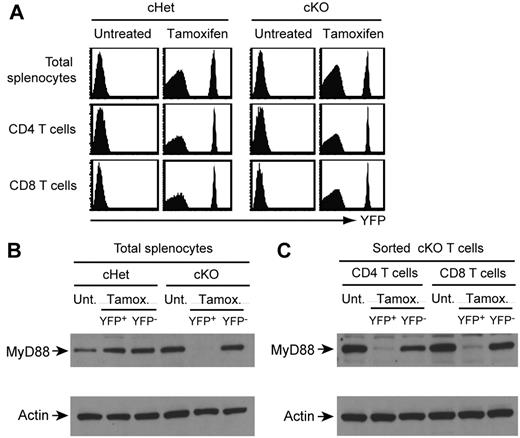 Figure 2. Tamoxifen treatment induces deletion of MyD88 in YFP+ cells in cKO but not cHet mice. (A) cHet and cKO mice were treated with tamoxifen or left untreated, and YFP expression in the indicated splenocyte populations was determined 5 days later. (B) YFP+ and YFP− splenocytes were FACS purified from tamoxifen-treated or untreated cHet and cKO mice, and MyD88 expression was determined by Western blot. (C) YFP+ and YFP− CD4 and CD8 T cells were FACS purified from treated or untreated cKO mice, and MyD88 expression was determined by Western blot.