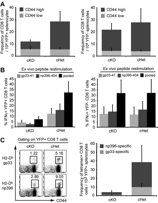 Figure 3. YFP+ T cells in cKO mice exhibit reduced expansion in response to LCMV infection. cKO and cHet mice were treated with tamoxifen and infected with LCMV-Arm 5 days later. Splenocytes were examined 8 days after infection. (A) The frequency of CD8 T cells in the YFP+ (left panel) and YFP− (right panel) splenocyte populations was determined. (B) Splenocytes were restimulated with the indicated peptides and the frequency of IFNγ-producing YFP+ (left panel) and YFP− (right panel) CD8 T cells was determined by intracellular staining. (C) The frequency of LCMV-specific YFP+ CD8 T cells was determined using tetramers. A representative flow cytometry plot is shown and all graphs represent the means ± SD of at least 4 mice.