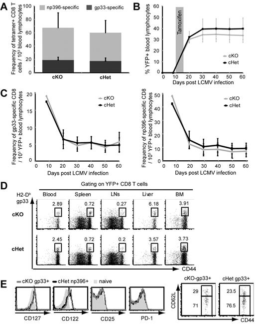 Figure 4. MyD88 is not required for the development and maintenance of memory T cells after LCMV infection. (A) The frequency of tetramer-specific CD8 T cells in the blood of cKO and cHet mice was determined 8 days after LCMV infection. (B) cKO and cHet mice were treated with tamoxifen 10 days after LCMV infection, and the frequency of YFP+ cells was measured in blood lymphocytes by serial bleeds. (C) The frequency of H2-Db-gp33–specific (left panel) and H2-Db-np396–specific (right panel) cells within YFP+ blood lymphocytes of cKO and cHet mice was determined by tetramer staining. Data represent the means ± SD of at least 8 mice. (D) The frequency of H2-Db-gp33–specific cells within the YFP+ CD8 T cells from the indicated tissues of cKO and cHet mice was assessed by tetramer staining 60 days after infection. (E) The expression of the indicated phenotypic markers was determined on gated gp33-specific YFP+ cells from the spleens of cKO and cHet mice 60 days after infection.