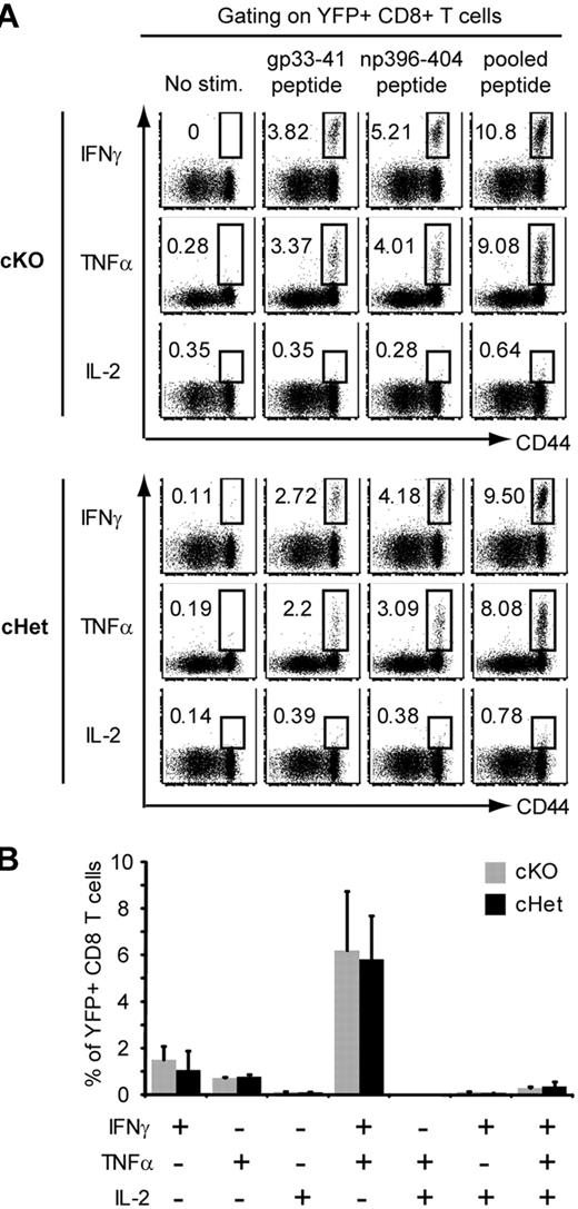 Figure 5. MyD88 is not required for the rapid production of effector cytokines by memory T cells. cKO and cHet mice were infected with LCMV and then treated with tamoxifen as in Figure 4. Splenocytes were isolated 60 days after LCMV infection and restimulated with the indicated LCMV-derived peptides. (A) IFNγ, TNFα, and IL-2 production by YFP+ CD8 T cells was assessed by intracellular staining. (B) The frequency of YFP+ CD8 T cells producing the indicated combinations of cytokines in response to stimulation with pooled LCMV peptide was determined. Data represent the means ± SD of 3 mice.