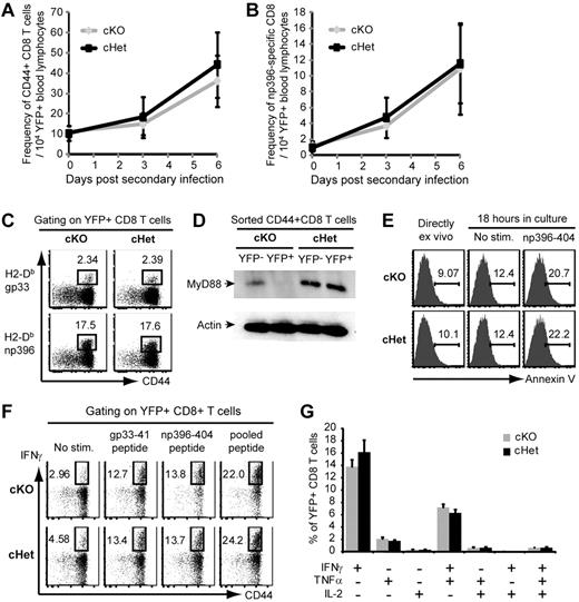 Figure 6. Memory T-cell expansion in response to secondary LCMV infection is MyD88 independent. cKO and cHet mice were infected with LCMV-Arm, treated as in Figure 4, and reinfected with LCMV-CL13 60 days after primary infection. (A-B) The frequency of CD44+ (A) and H2-Db-np396–specific (B) YFP+ CD8 T cells was measured in the peripheral blood at the indicated time points. Data are the means ± SD of 9 mice per group. (C) The frequency of antigen-specific YFP+ CD8 T cells in the spleens of cKO and cHet mice was assessed 6 days after reinfection by tetramer staining. Data are representative of 9 mice per group. (D) YFP+ and YFP− CD44+CD8 T cells were sorted from the spleens of reinfected cKO and cHet mice and MyD88 expression was measured by Western blot. (E) The viability of gated np396-specific YFP+ CD8 T cells from cKO and cHet mice was assessed by annexin V staining either directly ex vivo or after the indicated 18 hours of in vitro culture as indicated. Data are representative of 3 mice per group. (F) Splenocytes were restimulated with the indicated LCMV-derived peptides, and IFNγ production by YFP+ CD8 T cells was assessed by intracellular staining. (G) The frequency of YFP+ CD8 T cells producing the indicated combinations of IFNγ, TNFα, and IL-2 in response to stimulation with pooled LCMV peptide was determined. Data represent the means ± SD of 3 mice per group.