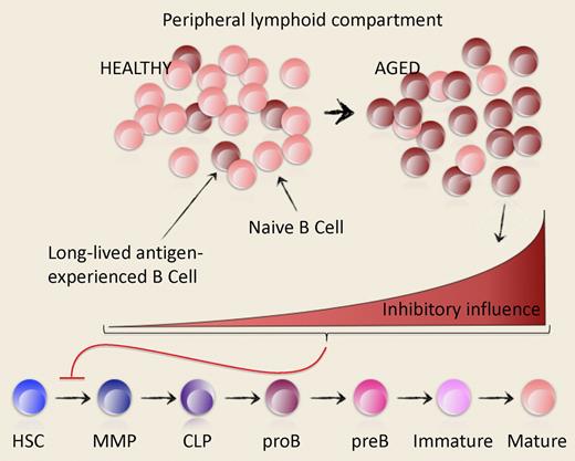 Aging-associated accumulation of long-lived antigen-experienced B cells in peripheral lymphoid compartments may be sensed by early hematopoietic progenitors, leading to inhibition of B lymphopoiesis. HSC indicates hematopoietic stem cell; MMP, multipotent primitive progenitor; and CLP, common lymphoid progenitor.