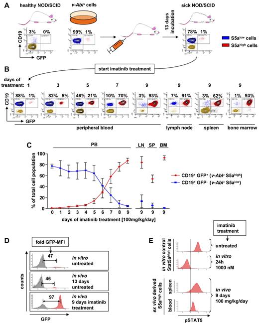 Figure 4. Treatment of leukemic mice with imatinib selects for STAT5A overexpressing cells. (A) Top panel: FACS analysis of CD19 and GFP from PB-derived cells of a healthy NOD/SCID mouse (left panel), freshly established stable v-Abl+ cells infected with pMSCv-eGFP based retrovirus encoding for murine STAT5A showing 1% infection efficiency (middle panel) and blood-derived cells from a NOD/SCID mouse 13 days after injection of the v-Abl+ cells (right panel). (B) FACS analysis of PB, lymph nodes (LN), spleen (SP), and BM after imatinib treatment by gavage (100 mg/kg per day). Percentage of CD19+/GFP− (blue) and CD19+/GFP+ (red) cells is shown. (C) Summary of the in vivo experiment shown in panels A and B for a total of 6 mice. Error bars represent mean ± SD. (D) Representative FACS profile of v-Abl+ cells before injection (top panel), 13 days after injection (middle panel), and 9 days after in vivo imatinib treatment (bottom panel). Fold difference of GFP-mean fluorescence intensity of GFP+ (S5ahigh) to GFP− (S5alow) cells are indicated. (E) pSTAT5 level of ex vivo derived S5ahigh cells 9 days after in vivo imatinib (100 mg/kg per day) treatment (bottom histograms) and in vitro control S5ahigh cells before and after 24 hours after imatinib (1000nM) addition (top histograms).