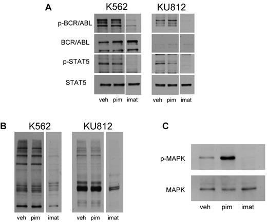 Figure 2. Pimozide is not a direct inhibitor of BCR/ABL. (A) K562 and KU812 cells were treated with pimozide (10μM) or imatinib (1μM) for 3 hours, after which immunoblot analysis was performed using antibodies to the phosphorylated forms of ABL1 and STAT5, as well as total ABL1 and STAT5. (B) K562 and KU812 cells were treated with pimozide (10μM) or imatinib (1μM) for 3 hours, after which immunoblot analysis was performed using a pan-antiphospho-tyrosine antibody. (C) K562 cells were treated with pimozide and imatinib for 3 hours, and MAPK activation was measured by immunoblot analysis using an antibody to phosphorylated MAPK and a total MAPK antibody.