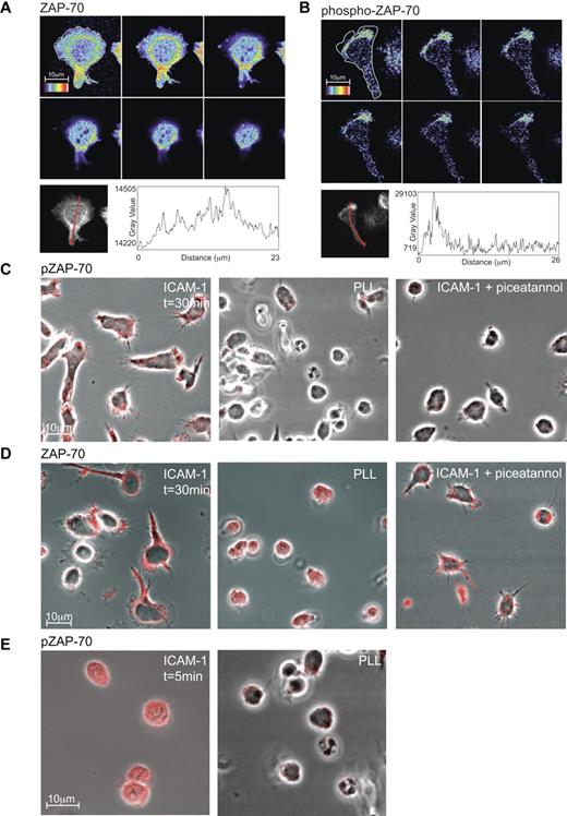 Figure 2. Expression of phospho-ZAP-70 and ZAP-70 in T lymphoblasts. Confocal z-stack (each slice = 0.4 μm) through a typical T lymphoblast polarized on ICAM-1. The distribution of ZAP-70 (A) or phospho-ZAP-70 (Y319; B) is viewed at the interface with ICAM-1 (top left image) and up through the cell. The rainbow scale is applied with white representing the strongest expression. The graphs depict the intensity in expression of ZAP-70 and phospho-ZAP-70 along an arrow across each cell showing where the profile data were collected from the z-stack of T-cell images. (C) Confocal images of T lymphoblasts attached for 30 minutes either to ICAM-1, poly-L-lysine (PLL) or ICAM-1 after treatment with 10μM Syk/ZAP-70 inhibitor piceatannol. The T cells were stained with phospho-ZAP-70 (Y319) mAb and images were taken at the interface with ICAM-1. (D) As in panel C, but the T cells were stained with pan-ZAP-70 mAb. (E) T lymphoblasts exposed to ICAM-1 and to PLL, both for 5 minutes and stained with phospho-ZAP-70 mAb. Images were taken at the interface with ICAM-1. Scale bar, 10 μm.