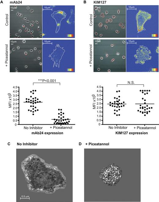 Figure 4. Inhibition of ZAP-70 prevents expression of high-affinity LFA-1 on T cells migrating on ICAM-1. (A) T lymphobasts were untreated or treated with 10μM piceatannol and stained with high-affinity LFA-1 mAb 24 conjugated to Alexa 546. The mean fluorescence intensity (MFI) was quantified from 3 independent experiments. (B) T lymphobasts were untreated or treated with 10μM piceatannol and stained with mAb KIM127 conjugated to Alexa 546 that detects extended β2 integrin. The MFI was quantified from 3 independent experiments. IRM images of typical T lymphoblasts after 20 minutes on ICAM-1: (C) untreated and (D) after piceatannol treatment. The images of close contact (dark regions) were taken at 20 nm from the substrate surface. Results are representative of n = 4 experiments.