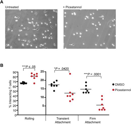 Figure 5. ZAP-70 is necessary for attachment of T cells under shear flow. (A) T lymphoblasts were untreated or treated with 10μM piceatannol and added to Ibidi chambers coated with 3 μg/mL ICAM-1 and 10 μg/mL E-selectin under a shear flow of 2 dyne/cm2. Firmly adherent cells, all of which were migrating, are identified by dark phase images (arrows). (B) The T cells were categorized as rolling, transiently attached, or firmly attached and the interactions were quantified as a percentage of total interacting cells. The data, illustrated as dots, represent individual 3-minute videos pooled from 3 independent experiments.