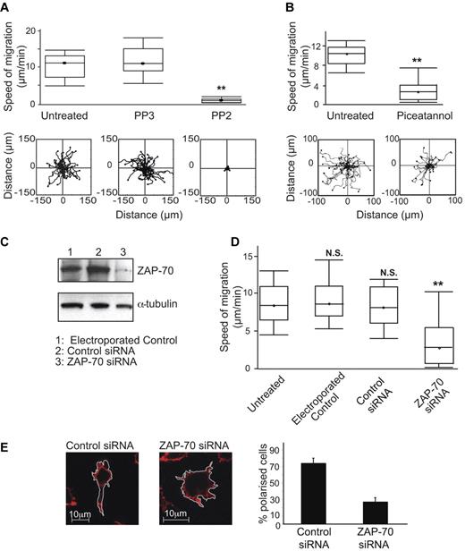 Figure 6. Lck and ZAP-70 are both necessary for T-cell migration on ICAM-1. (A) T lymphoblasts were either untreated or treated with 40μM Src family inhibitor PP2 or control PP3 and incubated on immobilized ICAM-1 before observation for 20 minutes by video microscopy and the migration of individual cells tracked. A boxplot (box-and-whisker plot) of 3 independent migration experiments is shown in the top panel and a representative experiment showing the migratory tracks of individual cells from each treatment condition in the bottom panel; n = 40 cells per condition. (B) T lymphoblasts were either untreated or treated with 10μM Syk family inhibitor piceatannol and processed as in panel A. (C) HSB2 T cells were electroporated without siRNA as a control, with 400nM control siRNA or ZAP-70 siRNA. Western blots were probed for total ZAP-70 and α-tubulin served as a loading control. (D) HSB2 T cells that were either untreated, electroporated without siRNA, with control siRNA or with ZAP-70 siRNA were observed on ICAM-1 by video microscopy for 20 minutes. A boxplot of 3 independent migration experiments is shown. (E) Confocal images of typical HSB2 T cells transfected with control siRNA or with ZAP-70 siRNA on ICAM-1. The T cells are stained for actin with phalloidin–Alexa 546. Quantification of the proportion of polarized T cells after siRNA transfection: 74%, control; 27%, ZAP-70 knockdown; n = 105 cells for each condition.