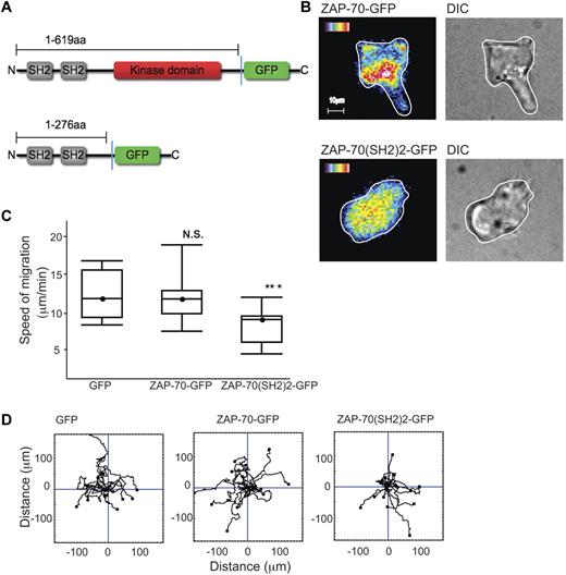 Figure 7. ZAP-70-GFP, ZAP-70(SH2)2-GFP and LFA-1–mediated migration. (A) Schematic of ZAP-70-GFP and ZAP-70(SH2)2-GFP proteins encoded by cDNA constructs used in this study. (B) HSB2 T cells transfected with either ZAP-70-GFP or ZAP-70(SH2)2-GFP cDNAs by electroporation and allowed after 24 hours to migrate on ICAM-1; representative of n = 2 experiments per treatment. (C) HSB2 T cells that were electroporated with either GFP, ZAP-70-GFP, or ZAP-70(SH2)2-GFP cDNA constructs were allowed to migrate on ICAM-1 for 20 minutes. A boxplot of 3 independent migration experiments is shown and in panel D, a representative experiment of the migratory tracks of individual cells of each transfectant; n = 40 cells per condition.
