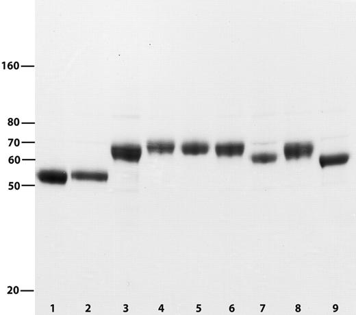 Figure 1. Purified FVII and FVII variants. Reducing SDS-PAGE showing FVII (lane 1), FVII_C (lane 2), FVII_IX (lane 3), FVII_X (lane 4), FVII_XHC (lane 5), FVII_XTTAA (lane 6), FVII_XNNAA (lane 7), FVII_X30-52 (lane 8), and FVII_X1-34 (lane 9).