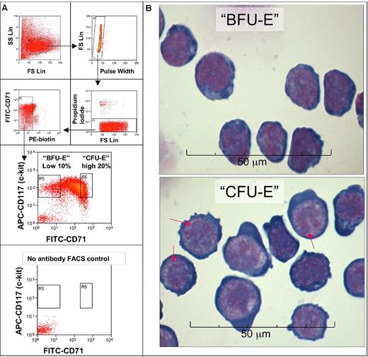 Figure 1. Enrichment of BFU-E and CFU-E cells by flow cytometric cell sorting. (A) Day 14.5-15.5 mouse fetal liver cells stained with biotin-conjugated antibodies against murine Ter119, B220, Mac-1, CD3, Gr-1, CD32/CD16, Sca-1, CD41, and CD34 were first depleted by magnetic beads (supplemental Table 1). The enriched negative fraction (FLEP) was then stained with streptavidin-phycoerythrin (PE), CD71 fluorescein isothiocyanate (FITC), and CD117 allophycocyanin (APC) antibodies, and the phycoerythrin-negative cells were sorted by FACS into 2 fractions, called BFU-E and CFU-E. The BFU-E fraction is the 10% lowest CD71-expressing part of the Kit (CD117)+ fraction, which has a CD71 signal intensity that is similar to or slightly higher than that of unstained cells. The CFU-E fraction is the 20% highest CD71-expressing part of the Kit+ fraction. Eighty-six percent of colonies formed by sorted BFU-E cells were BFU-E colonies, 11% CFU-E colonies, and 3% other myeloid colonies. Thus, the purity of these sorted BFU-E cells is ∼ 86%. The purity of CFU-E cells is slightly higher because they form 97% CFU-E colonies, 3% late-BFU-E colonies, and no other myeloid colonies (supplemental Table 2). The same FACS setup was later used to separate BFU-E and CFU-Es with higher purities with the use o f CD24a and a combination of CD24a and CD71 (supplemental Table 2). (B) Micrographs of sorted CFU-E (Kit+ CD7120%high) cells and BFU-E (Kit+ CD710%low) cells stained with May-Grünewald-Giemsa. BFU-E cells have a high nuclear/cytoplasmic ratio and very fine nuclear chromatin. CFU-E cells are larger than BFU-E cells with a lower nuclear/cytoplasmic ratio and more regions of heterochromatin. CFU-E cells have multiple large, well-defined nucleoli (red arrows) in the nuclei. The CFU-E cytoplasm is very basophilic and sometimes bulges out from the cell. The morphology and relatively smaller size of BFU-E cells compared with CFU-E cells agree with previous studies on less pure populations of CFU-E and BFU-E cells.11,12 FS indicates forward scatter; SS, side scatter.