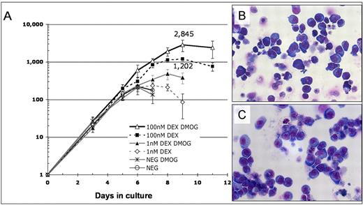 Figure 6. Proliferation of erythroid progenitors in the Lin−, Sca-1−, Kit+ mouse bone marrow progenitor population is synergistically enhanced by DMOG and Dex. (A) Lin−, Kit+, Sca-1− mouse bone marrow cells were cultured in SFELE medium with no additions (control), 333μM DMOG, 1nM or 100nM Dex, 333μM DMOG plus 1nM Dex, or 333μM DMOG plus 100nM Dex. Total cell number was counted daily and normalized to the number of cells added to the culture. Error bars show 1 SD. (B) May-Grünewald-Giemsa staining of bone marrow Lin−, Kit+, Sca-1− cells after 11 days of culture in medium with 333μM DMOG plus 100nM Dex. The erythroid morphology of these cells is further confirmed by FACS and benzidine-Giemsa staining (supplemental Figure 6A,C). (C) Fetal liver BFU-E cells after 10 days of culture in the same medium as panel B. The erythroid morphology is further confirmed by FACS and benzidine-Giemsa (supplemental Figure 6B,D). By these assays 80%-95% of cells are erythroid.